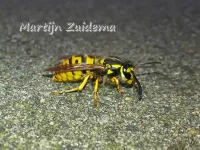 Duitse wesp [Vespula germanica]